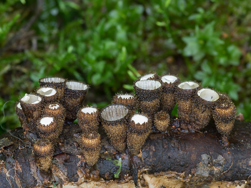 Cyathus striatus